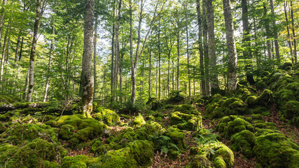 Leafy forest in northern Spain