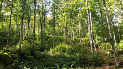 Leafy forest in northern Spain