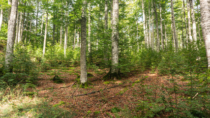 Leafy forest in northern Spain