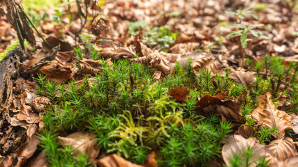 Beautiful moss in the north of Spain