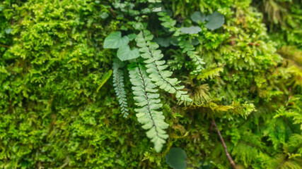 Fern in a forest in northern Spain