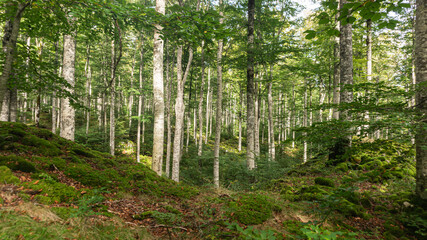 Leafy forest in northern Spain