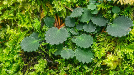 Saxifraga hirsuta in northern Spain