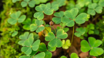 Clovers in a forest in northern Spain