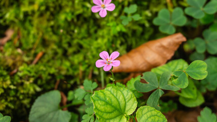 Wildflower in a forest in northern Spain