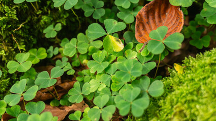 Clovers in a forest in northern Spain