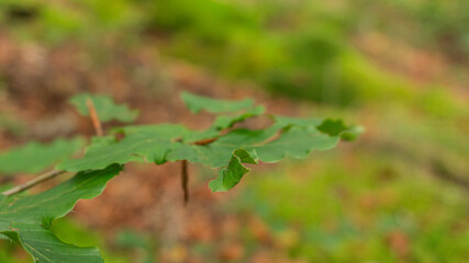 Oak leaf in northern Spain