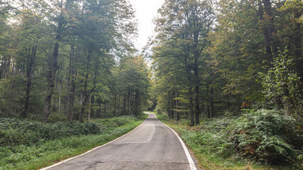 Road in the middle of a forest in northern Spain
