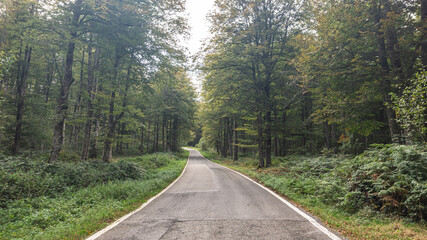 Road in the middle of a forest in northern Spain