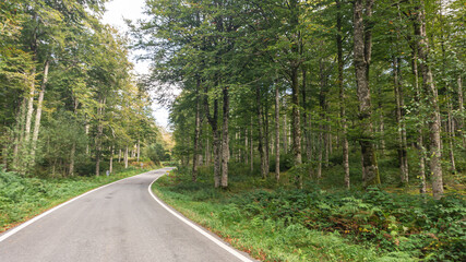 Fototapeta premium Road in the middle of a forest in northern Spain