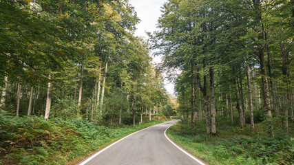 Road in the middle of a forest in northern Spain