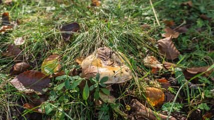 Mushrooms in a forest in northern Spain