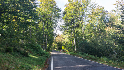 Road in the middle of a forest in northern Spain