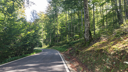 Road in the middle of a forest in northern Spain