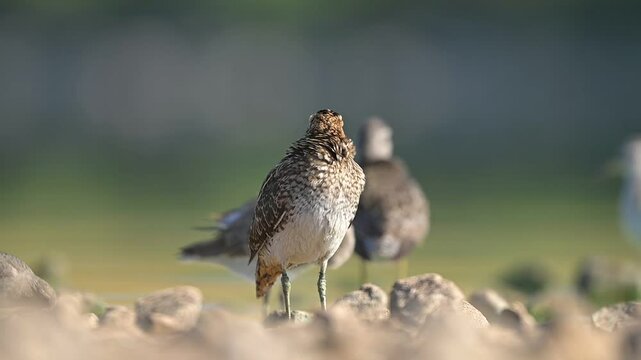 Common snipe (Gallinago gallinago) is a rare species, it can be seen in the wetlands of the Tigris Valley in all seasons of the year.