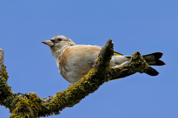 European Goldfinch (Carduelis carduelis) spotted in North County, Dublin, commonly found across Europe