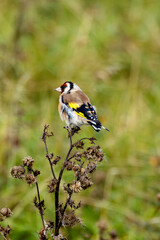 European Goldfinch (Carduelis carduelis) spotted in North County, Dublin, commonly found across Europe