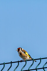 European Goldfinch (Carduelis carduelis) spotted in North County, Dublin, commonly found across Europe