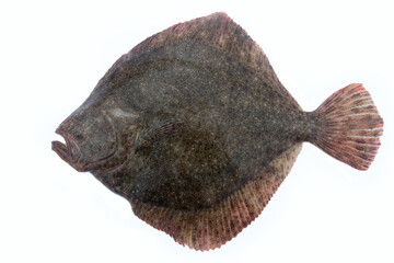 Black Sea turbot (Psetta maeotica) demersal fish. Azov smaller subspecies of flounder Scophthalmus maeoticus torosus adapted to fine-sanded bottom, adaptive behaviour, disruptive coloration. Isolated