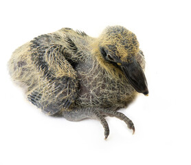 A furry, clumsy, nosed chick of Wood pigeon (Columba palumbus) isolated on a white background. The...