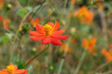 オレンジのコスモス