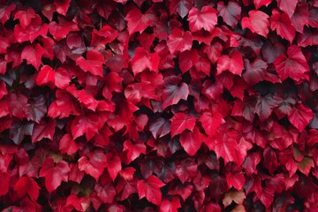 A close up of red leaves with some water droplets on them. The leaves are arranged in a way that creates a sense of depth and texture