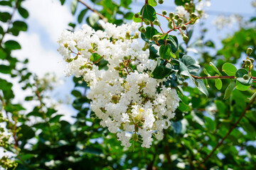 街路樹のサルスベリの白い花