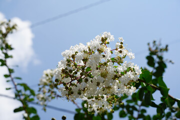 街路樹のサルスベリの白い花