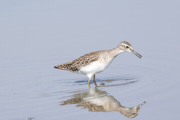レンコン畑で餌を探すタカブシギ