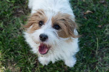 Top view of a small purebred Jack Russel dog. He is standing on a grassy background and looking up with his tongue out.
