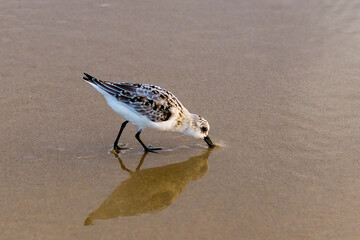 Shorebird standing in shallow water with its reflection visible below.