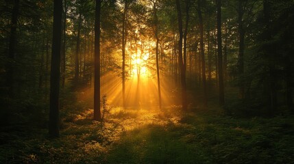 Obraz premium sunrise in the forest