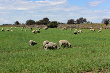 Obraz premium Sheep in rural landscape, La Pampa Province, Patagonia,Argentina