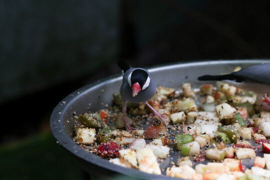 java sparrow or java finch or java rice sparrow eating in zoo 