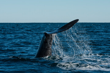 Fototapeta premium Whale tail, lobtailing, endangered species,Chubut Province, Patagonia,Argentina