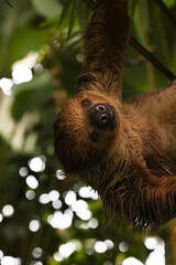 calm sloth hanging and climbing tree branch in tropical jungle of the zoo © kotysya