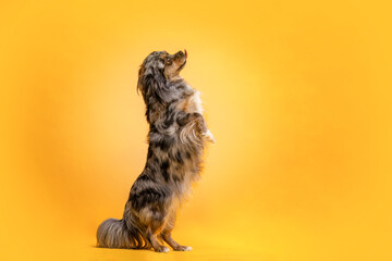 Cute portrait of a longhaired merle chihuahua dog in front of colorful yellow studio background
