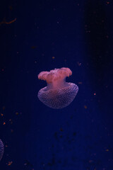 jellyfish in aquarium