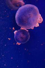 jellyfish in aquarium