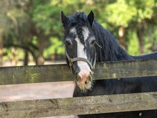 Senior aged Gypsy Vanner Horse stallion leaning over fence
