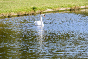 Swan living at the heritage of Hampton Court Palace. London, UK, 15 September 2024