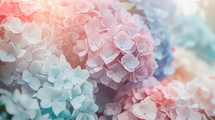 Obraz premium A beautiful display of pastel-colored hydrangeas in full bloom, with soft pink, blue, and lavender petals clustered together in a garden