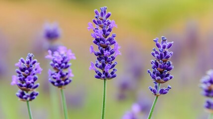 Obraz premium A close-up shot of a delicate purple lavender flower, with soft green stems and buds, against a blurred backdrop of a lavender field