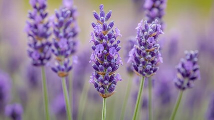 Obraz premium A close-up shot of a delicate purple lavender flower, with soft green stems and buds, against a blurred backdrop of a lavender field