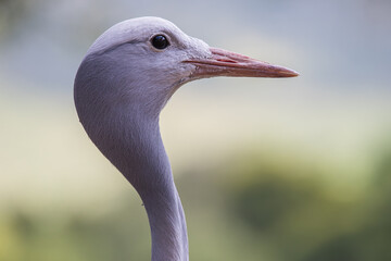 Close up photo of a blue crane