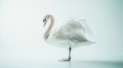   A white swan stands gracefully on its hind legs with wings extended and head turned to the side