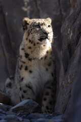Snow leopard 