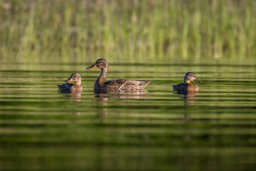 Mother duck and two adolescent ducklings