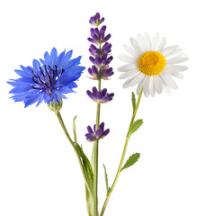 Daisy Lavender and  cornflower flowers