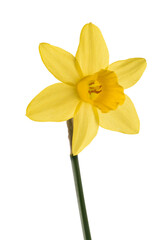 Yellow Daffodil flower